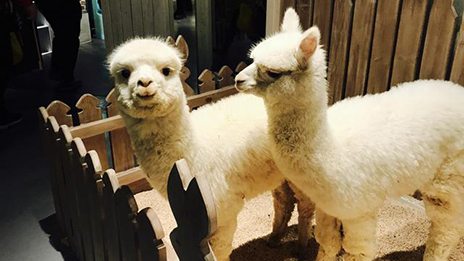 家居賣場開動物樂園，羊駝、土撥鼠等600只動物齊聚